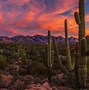 Image result for Desert Cactus Background Images