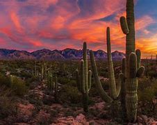 Image result for Desert Scene with Cactus