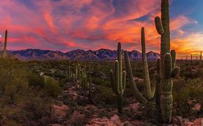 Image result for Arizona Desert Cactus Background