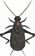 Image result for Live Bell Crickets for Sale