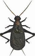 Image result for Bell Cricket Insect PNG