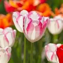 Image result for Tulipa Graceland