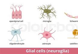 Image result for 6 Types of Glial Cells