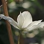 Image result for Clematis Jackmanii Alba Double White