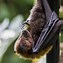 Image result for Fruit Bat