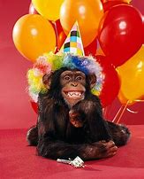 Image result for Silly Happy Birthday Monkey