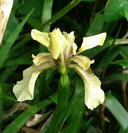 Image result for Iris foetidissima Fructo Albo