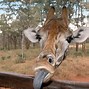 Image result for The Funniest Animal in the World
