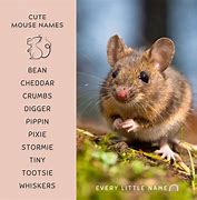 Image result for Cute Mouse Names