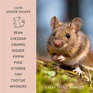 Image result for Cute Mouse Names