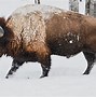 Image result for mens buffalo sabres