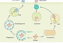 Image result for Class II MHC Antigens