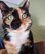 Image result for A Calico Kitten