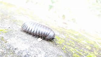 Image result for Ancient Isopods
