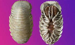 Image result for Deep Sea Isopod