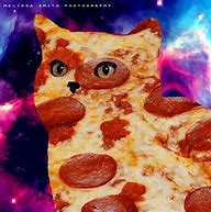 Image result for Free Pizza Cat Meme