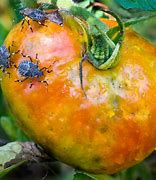 Image result for Tomato Pests