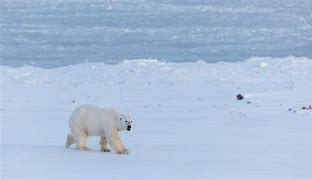 Image result for Polar Bear Camouflage