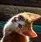 Image result for So Cute Kittens