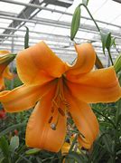 Image result for Lilium African Queen