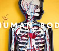 Image result for Muscles of the Human Body Printables