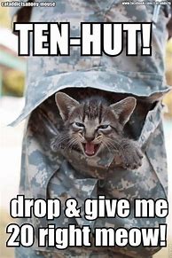 Image result for EMT Cat Funny