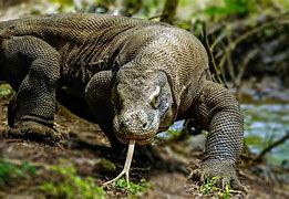 Image result for Big Lizard Animal