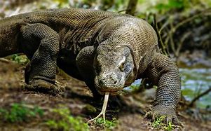 Image result for Biggest Lizard Komodo Dragon