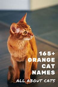 Image result for Orange Cat Names