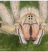 Image result for Brazilian Bird Eating Spider