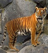 Image result for World Record Largest Tiger