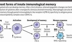 Image result for Memory Cells Immune System
