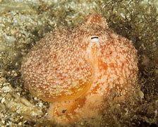 Image result for Horned Octopus