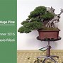 Image result for Bonsai Turntable