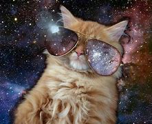 Image result for Cool Galaxy Cats