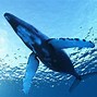 Image result for Apple TV Screensaver with Whale