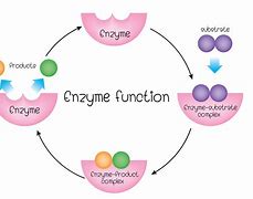 Image result for Disease with an Enzyme