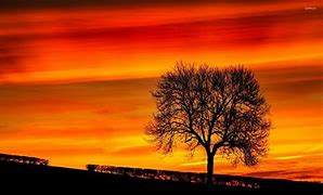 Image result for Silhouette Nature Photography