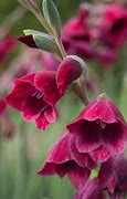 Image result for Gladiolus papilio Ruby