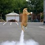Image result for Cat Standing High Five Meme