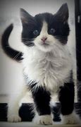 Image result for Black and White Fluffy Cat Breeds
