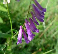 Image result for Winter Vetch