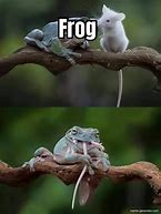 Image result for Happy Frog Meme