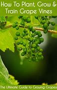 Image result for Growing Grapes in Massachusetts