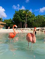 Image result for Flamingo Beach Aruba