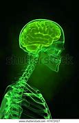 Image result for Human Skull and Brain Anatomy