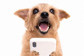 Image result for Dog Using a Cell Phone Malini