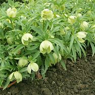 Image result for Helleborus multifidus