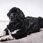Image result for Biggest Dog Ever Newfoundland