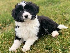 Image result for Poodle Mix with Rough Collie